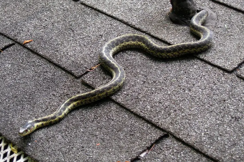 how to keep snakes away - snake on roof