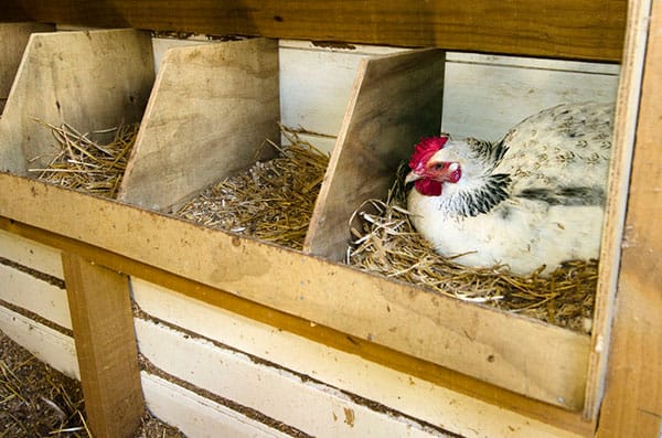 best chicken coop bedding - chicken laying eggs in nesting box