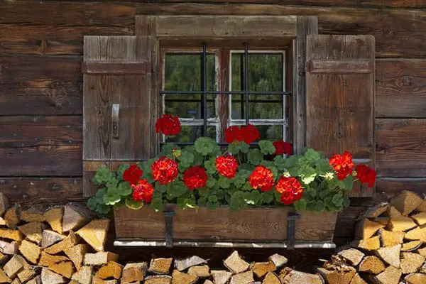 Add color to your shed windows with flower boxes