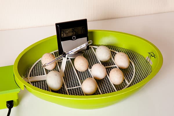 Small Chicken Egg Incubator Used at Home