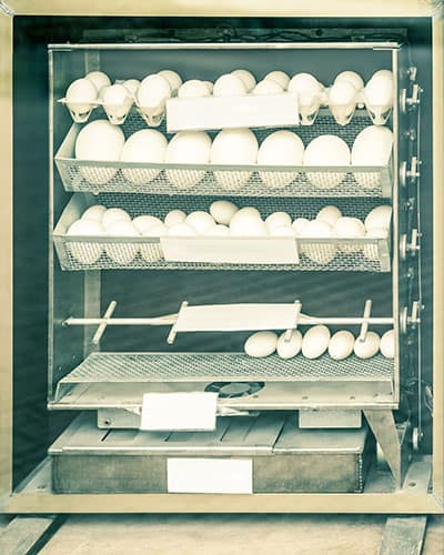 a-larger-chicken-egg-incubator