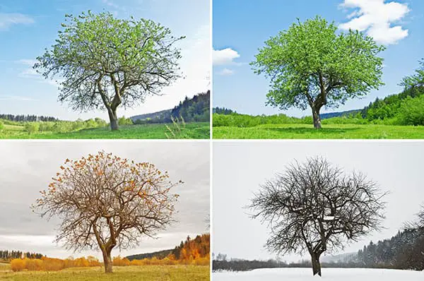 seasons-image
