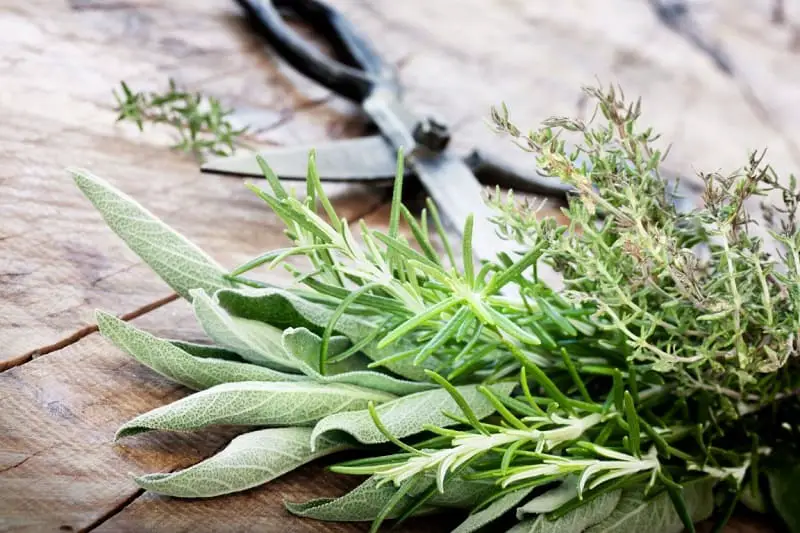 Herb Garden Ideas - Freshly harvested herbs