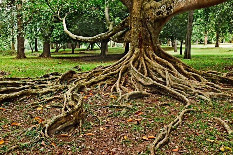 How to Start a garden - tree roots causing grass to die