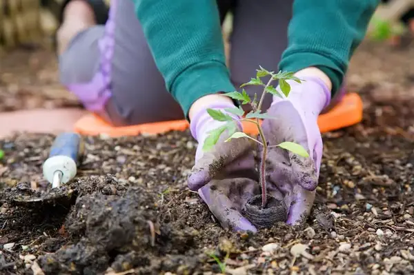 One of the best garden tools - garden gloves - someone planting a young plant with gardening gloves on