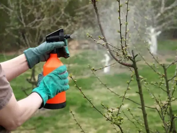 Hand sprayer being used on trees