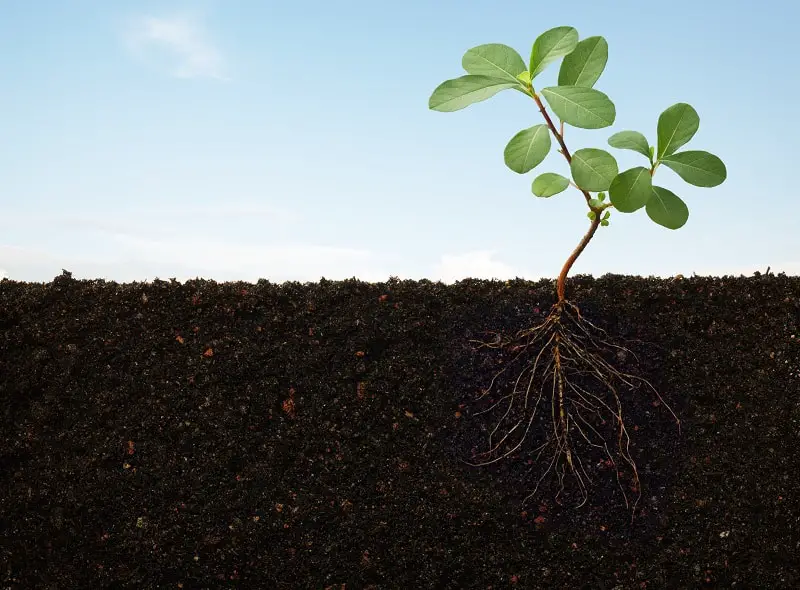 How to Prepare Soil for Planting - Cross section of plant roots