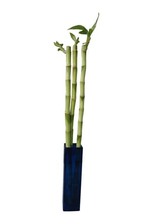 lucky bamboo