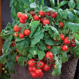 tomatoe plant