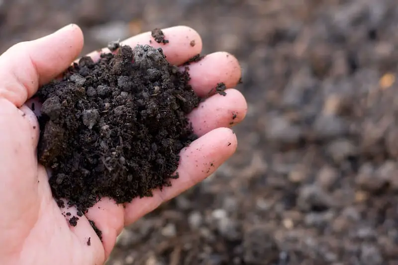 A handful of organic fertilizer mixed into soil