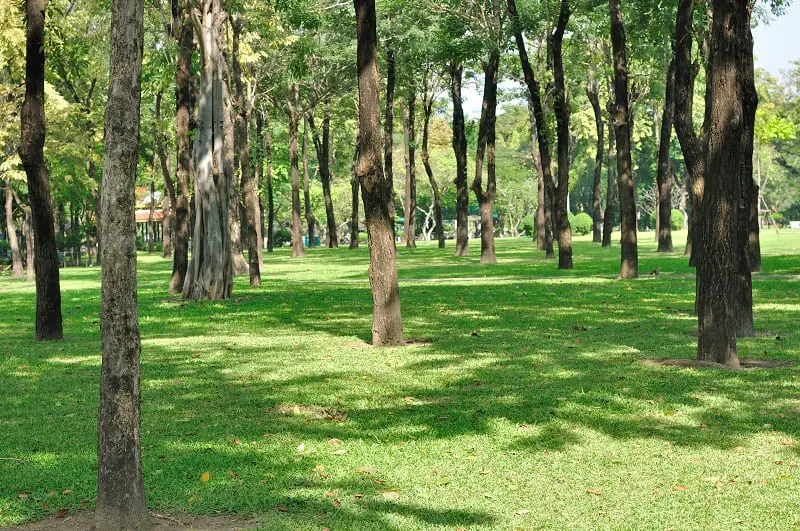 A large yard space with many trees
