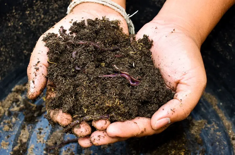 How to prepare soil - living organisims in soil