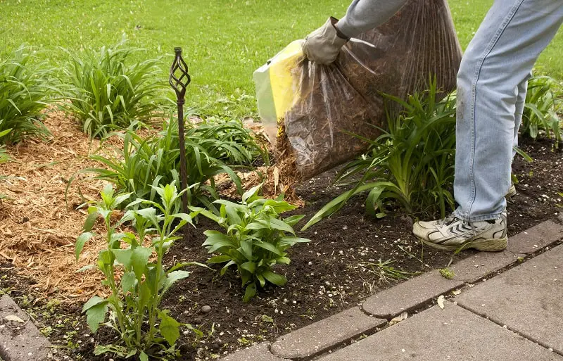 Man mulching a small flower garden
