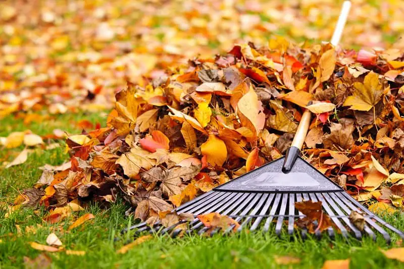Best Garden Mulcher - Pile of fall leaves with fan rake on lawn