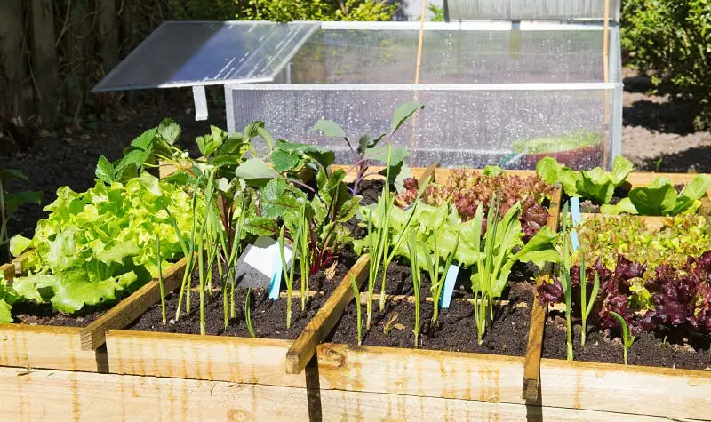 Square foot gardening when plant spacing