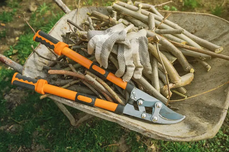 A Pair of Top Loppers in a wheelbarrow with branches