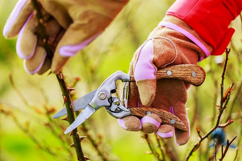 Spring pruning roses in the garden with secateurs
