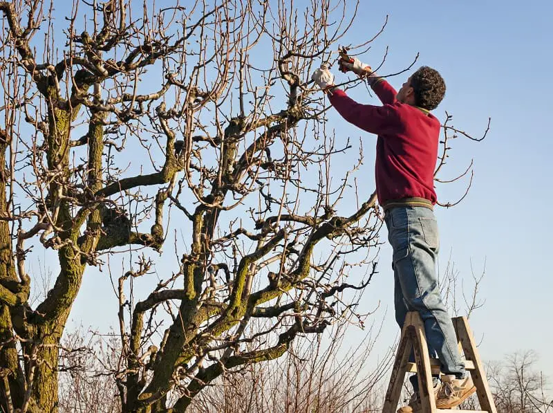 Best Secateurs - pruning a large tree