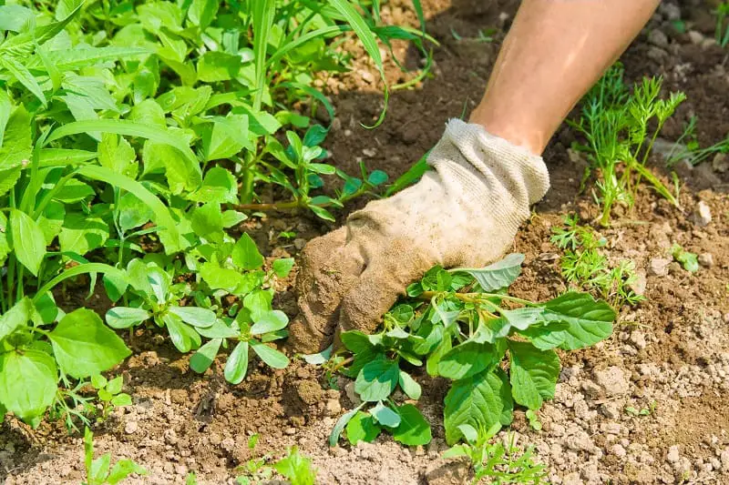 Best Weeding Tools - Pulling out weeds in the garden