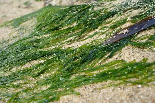 seaweeds_fertilizer