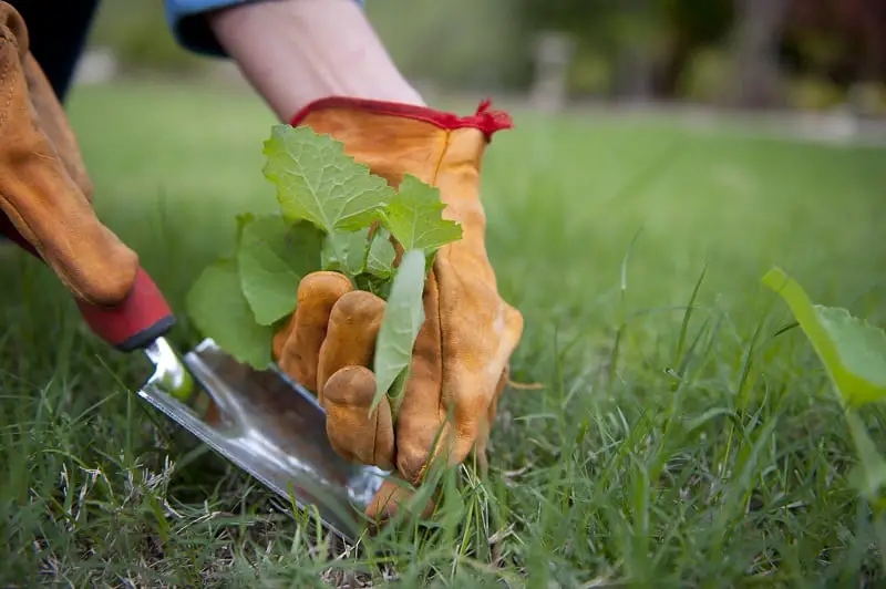 One way of weeding without using chemicals or herbicides is the old fashioned way with gloves and a manual weeding tool