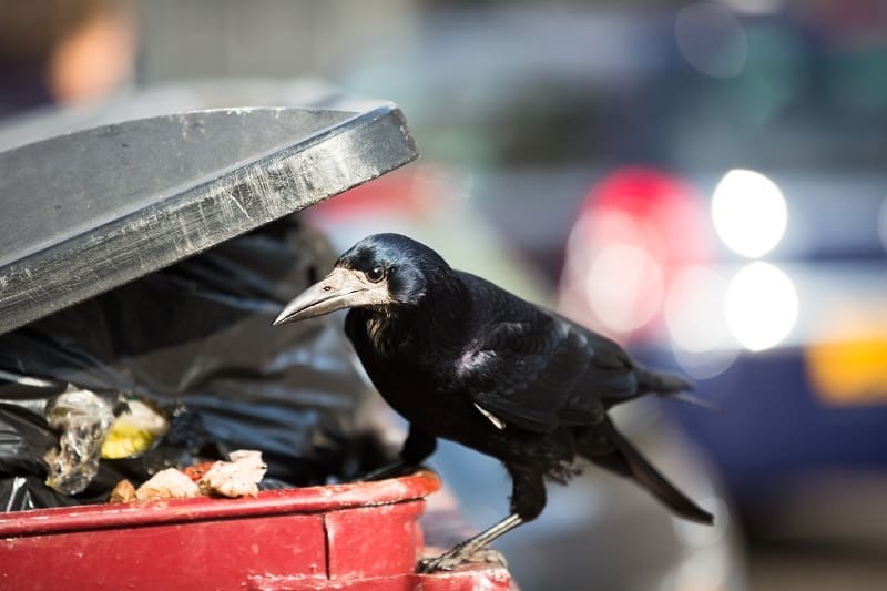 Raven feeding on rubbish from a rubbish bin in a city