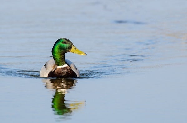 Male Mallard duck (Anas platyrhynchos) swimming.