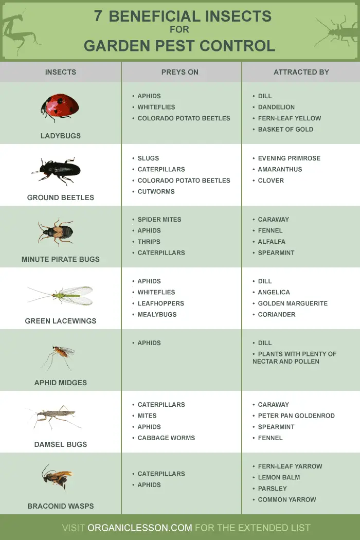 Beneficial insects pest infographic