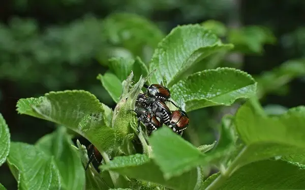June bugs on rosebuds