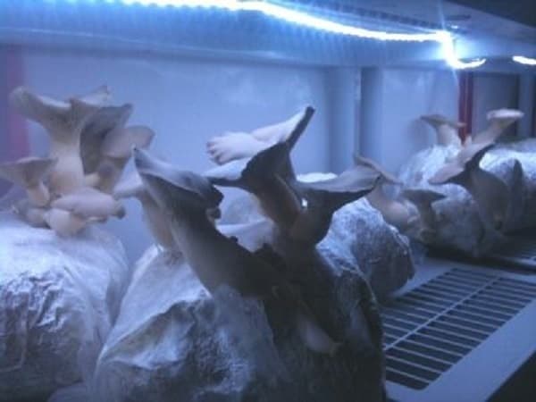 Mushrooms in blue light