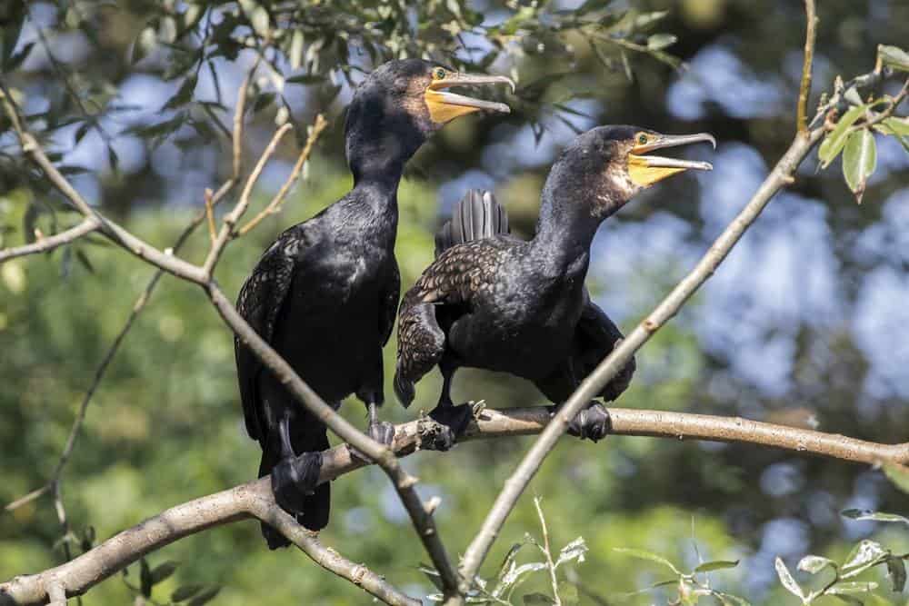Two Cormorants on a tree - how to scare them off?