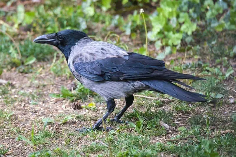 Crow in a home garden