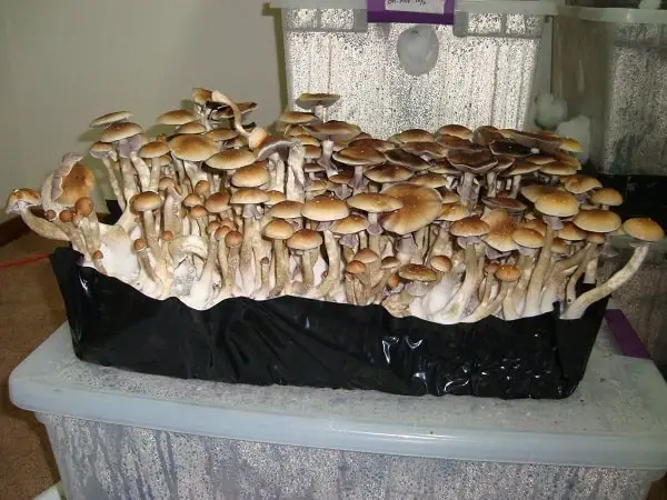 mushroom Substrate