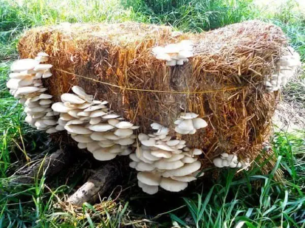 mushroom in straw