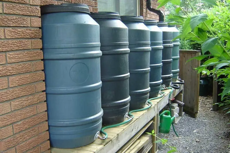rain barrels watering garden